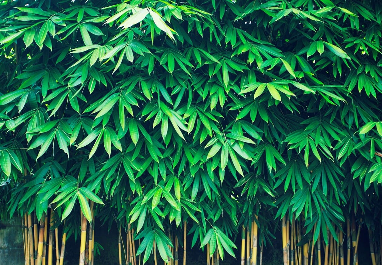 How-to-take-care-of-your-Gardens-Bamboo.jpg?w=1024&h=711&scale
