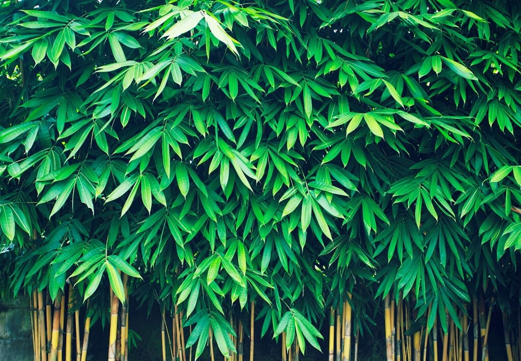 How-to-take-care-of-your-Gardens-Bamboo.jpg?w=1024&h=711&scale