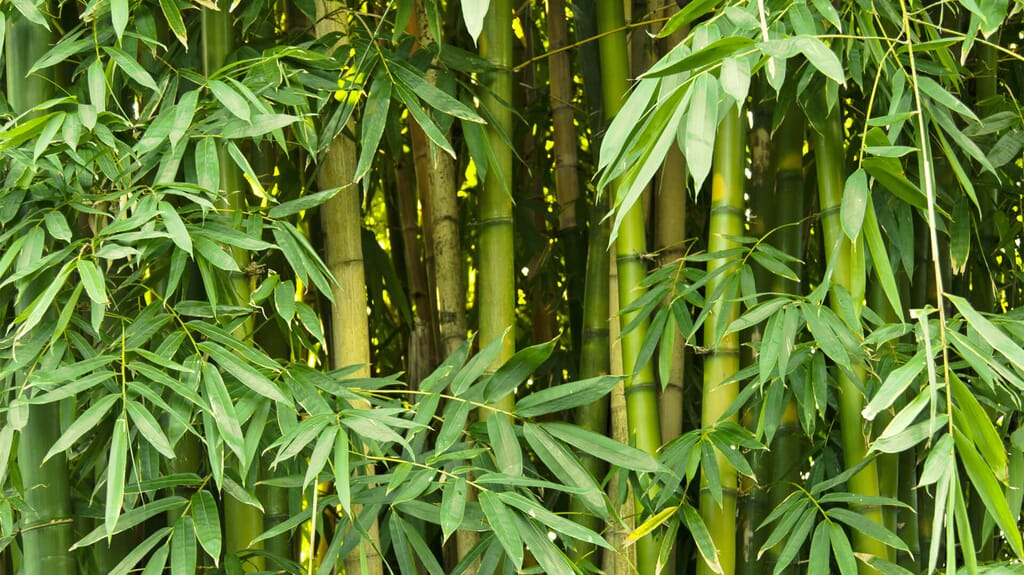 about-bamboo.jpg?w=1024&h=575&scale