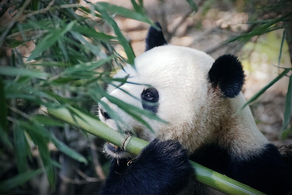 panda-4461766_960_720