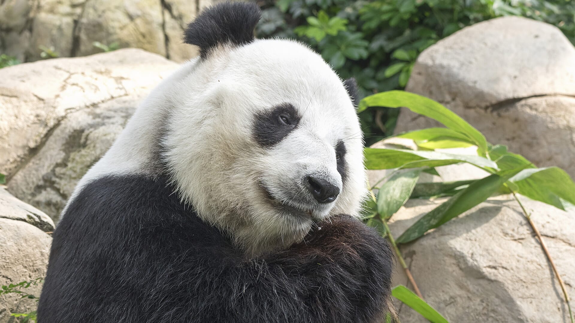 panda-blog.jpg?w=1024&h=575&scale